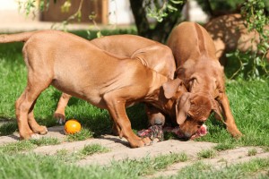 Puppies with fresh bone in the garden